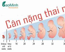 Cân Nặng Thai Nhi 28 Tuần 2 Ngày